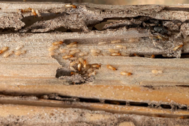 Best Pest Control for Restaurants  in Shafer, MN